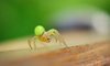 Green Spider