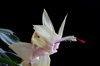 orchid