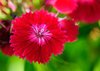 Red Flower