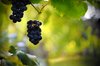 Grape Bunch