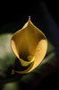 calla