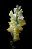 snapdragon