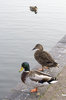 Ducks