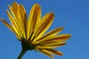 Margerit and blue sky