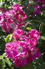 Pink roses