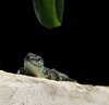 lizzard on the wall