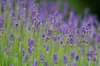 Lavender in blossom