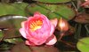 Water lily