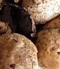 mushroom textures3