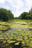 Overgrown waterway