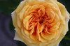Orange rose