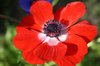 Red Anemone