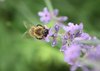 Honey bee