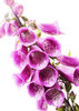 Wild foxglove