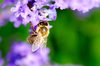 Lavender bee
