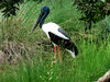 black-necked stork1