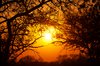 Forest Sunrise