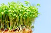 Garden Cress