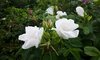 Hedge rose