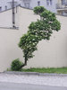 Bent tree
