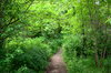 Mountain Forest Path