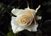 Pale Beauty