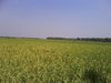 rice plants