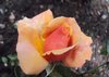 Golden Rose