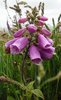 Foxglove
