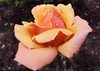 Golden Rose after Rain