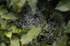 water on web