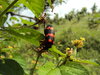 Blister beetle