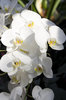 White orchids