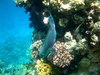 parrotfish