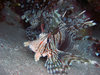 Diving in Egypt near Dahab in 