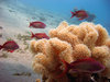 Diving in Egypt near Dahab in 