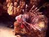 Diving in Egypt near Dahab in 