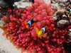 Diving in Egypt near Dahab in 
