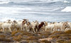 Goats by the coast
