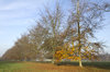 Tree avenue in autumn