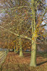 Beech trees in autumn