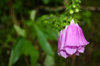 Purple flowers