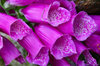 Purple flowers