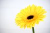 gerbera