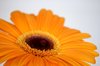gerbera