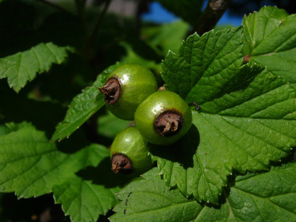 blackcurrant stare: a bunch of raw black currants, closeup