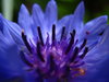 weirdo flowers (5)