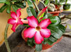 Bonsai beauty4