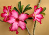 Bonsai beauty7