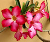 Bonsai beauty9